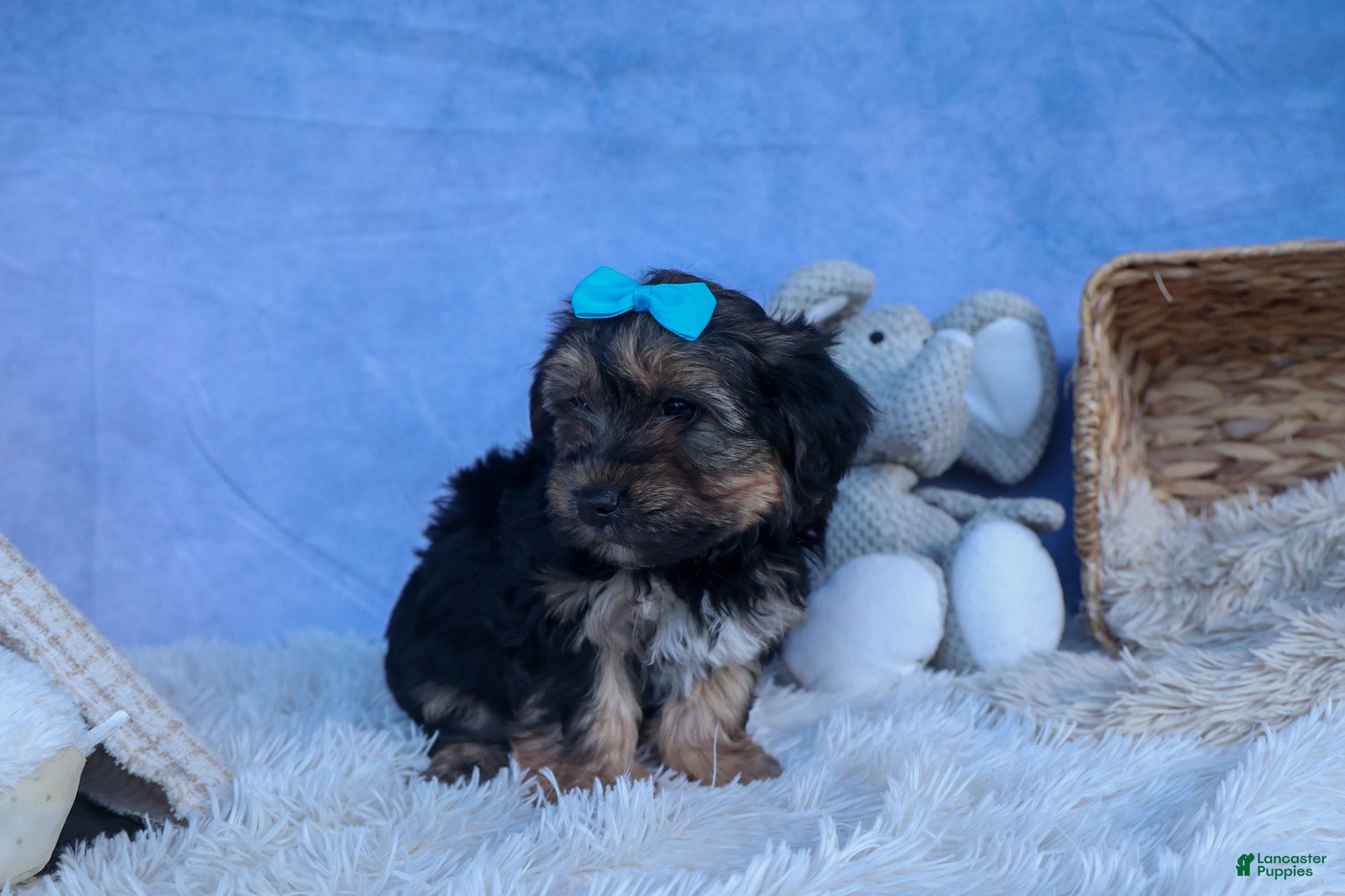 Yochon dogs MURPHY - Ad 2