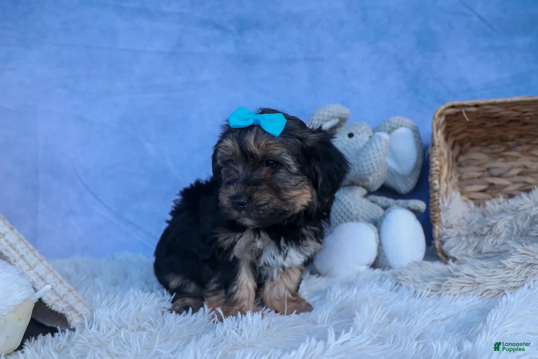 Yochon dogs for sale: MURPHY - Ad 2