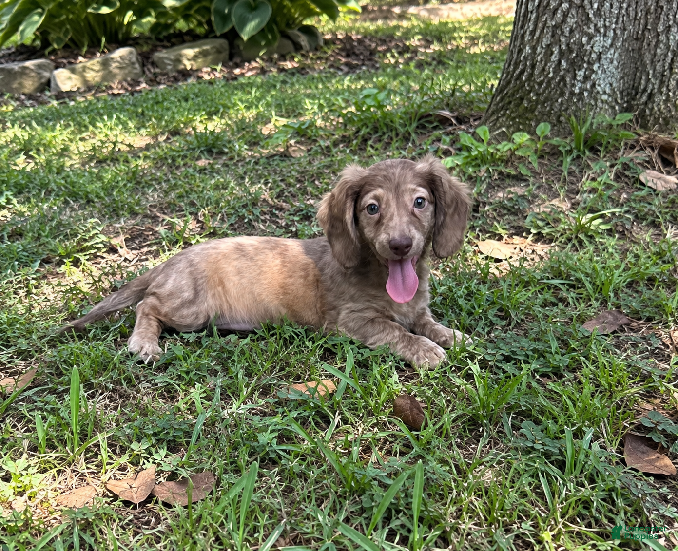 Miniature Dachshund dogs Bagel - Ad 39