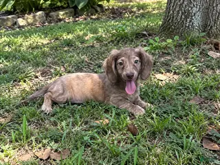 Miniature Dachshund dogs Bagel - Ad 39
