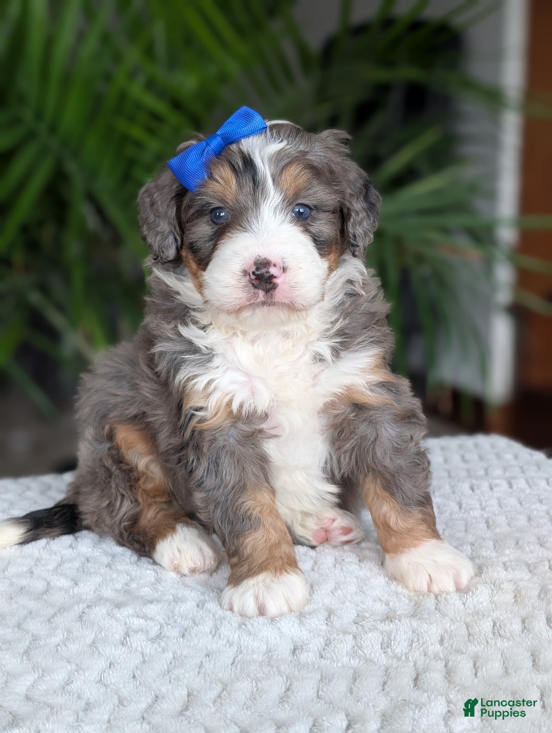 Mini Bernedoodle dogs for sale: Mini Riley  - Ad 18