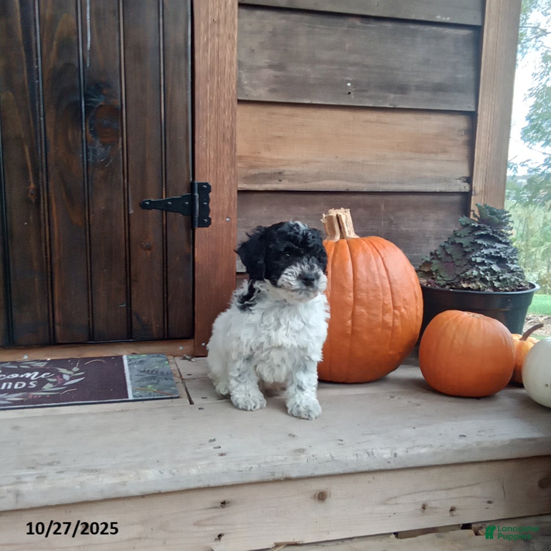 Cockapoo dogs for sale: Charlie - Ad 5