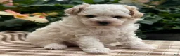 Miniature Poodle dogs for sale: Gage - Ad 3