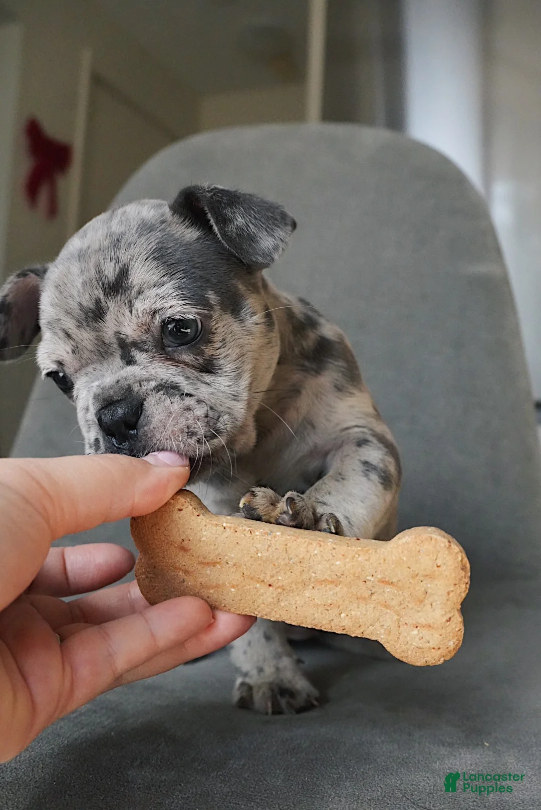 French Bulldog dogs for sale: Starry - Ad 2