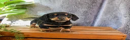 Miniature Dachshund dogs for sale: Tracey - Ad 2