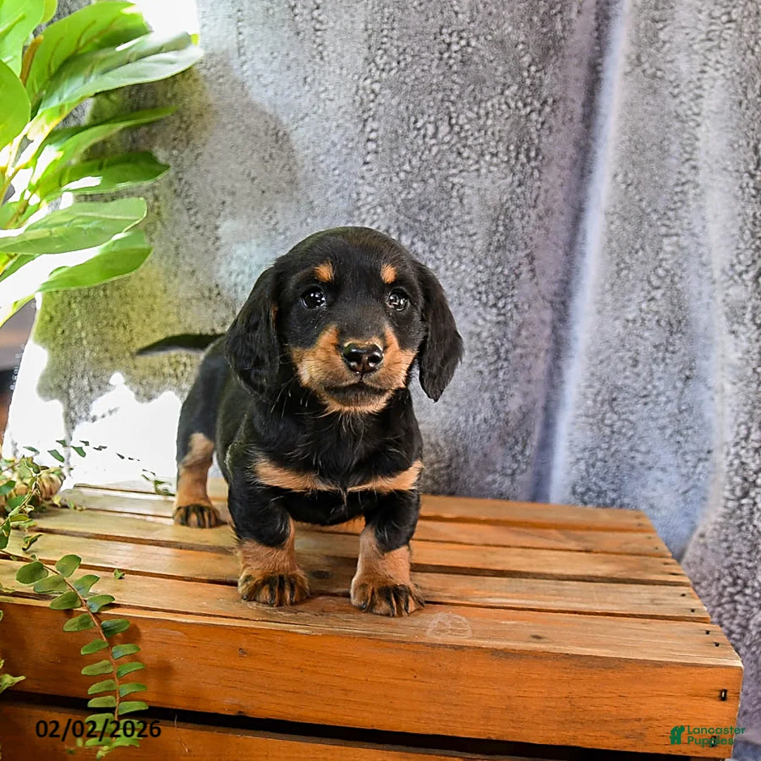 Miniature Dachshund dogs for sale: Tracey - Ad 2