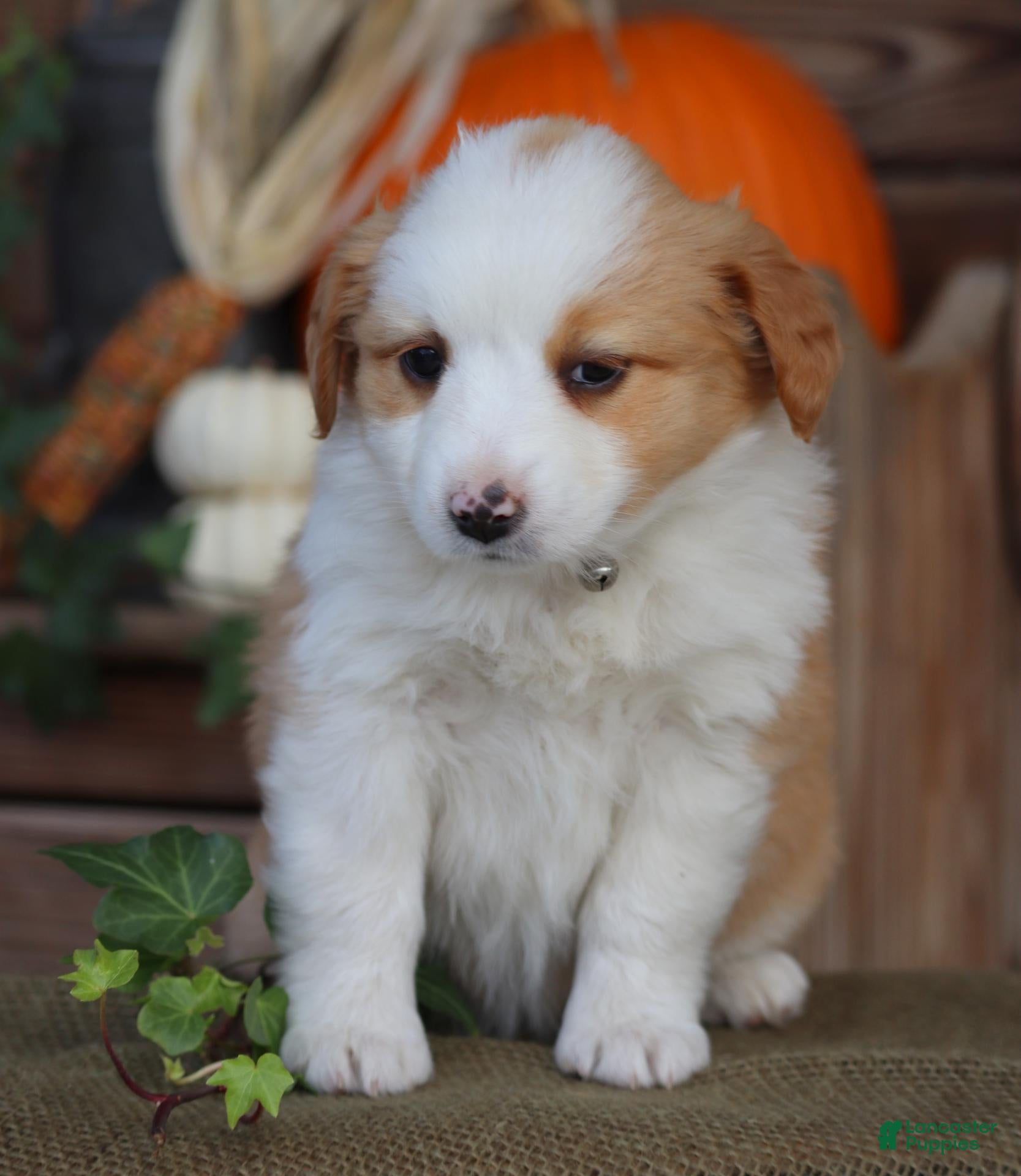 Miniature Australian Shepherd dogs for sale: Piccolo - Ad 1