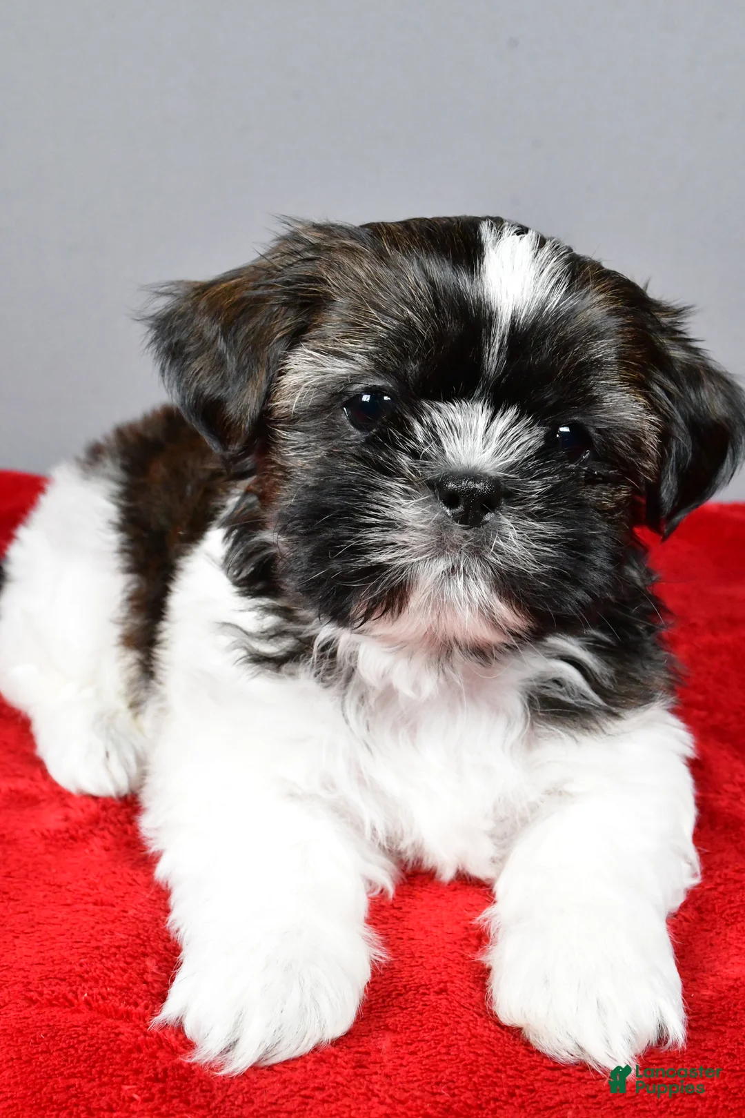 Shih Tzu dogs for sale: Roscoe - Ad 9
