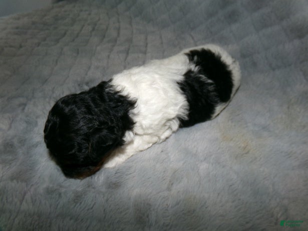Miniature Poodle dogs Miniature Poodle Puppy 4 - Ad 19