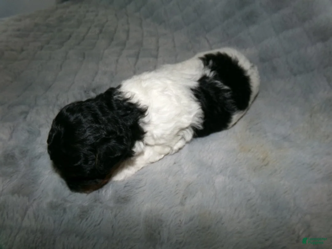 Miniature Poodle dogs for sale: Miniature Poodle Puppy 4 - Ad 1
