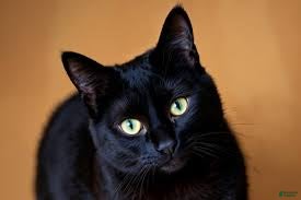 Airedale Terrier dogs girl 60/15 - Ad 2