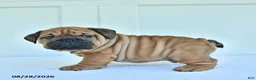 English Bulldog dogs for sale: Carl - Ad 3