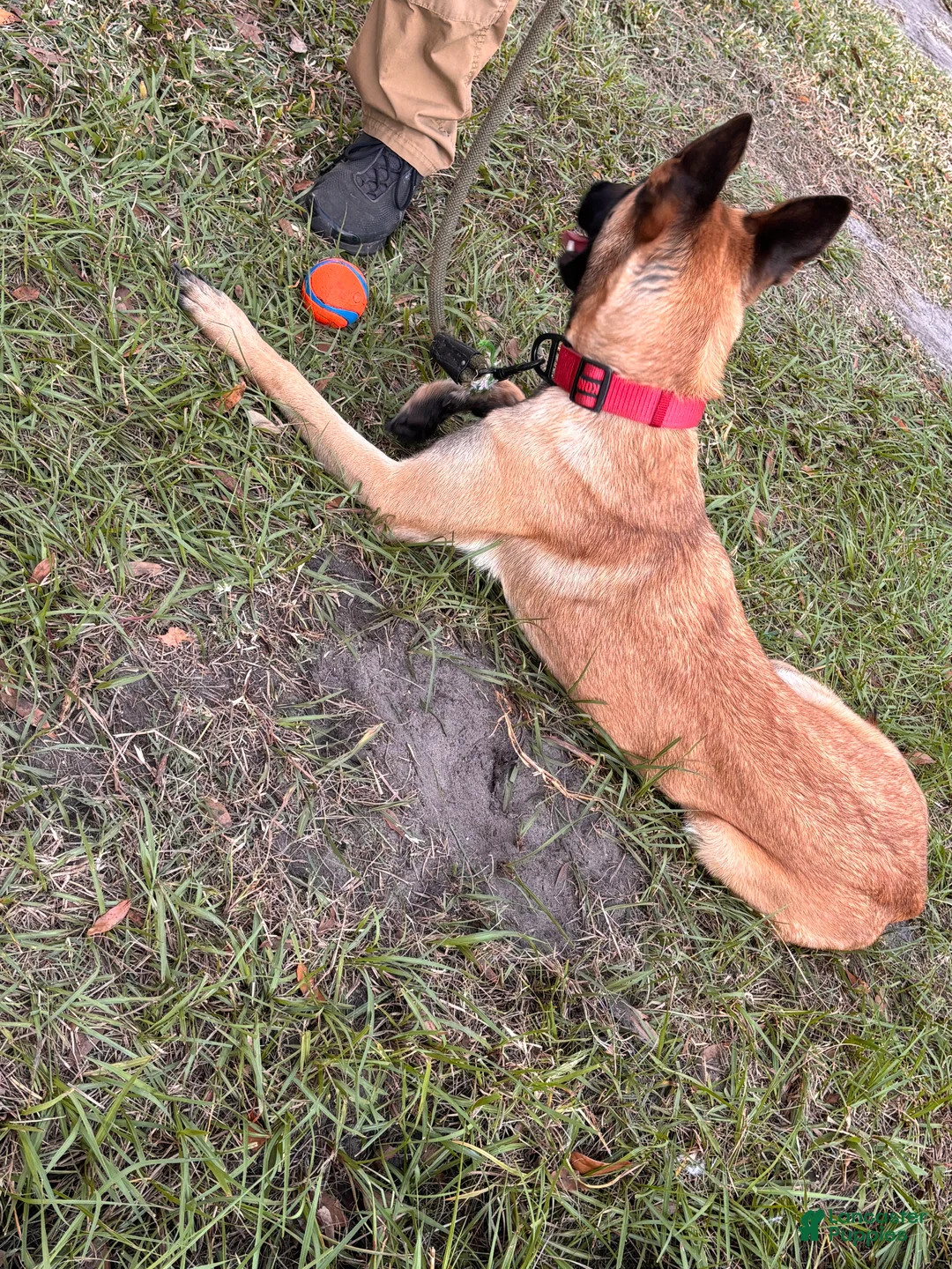 Belgian Malinois dogs for sale: Fire 1.5 year old - belgian malinois - Ad 4