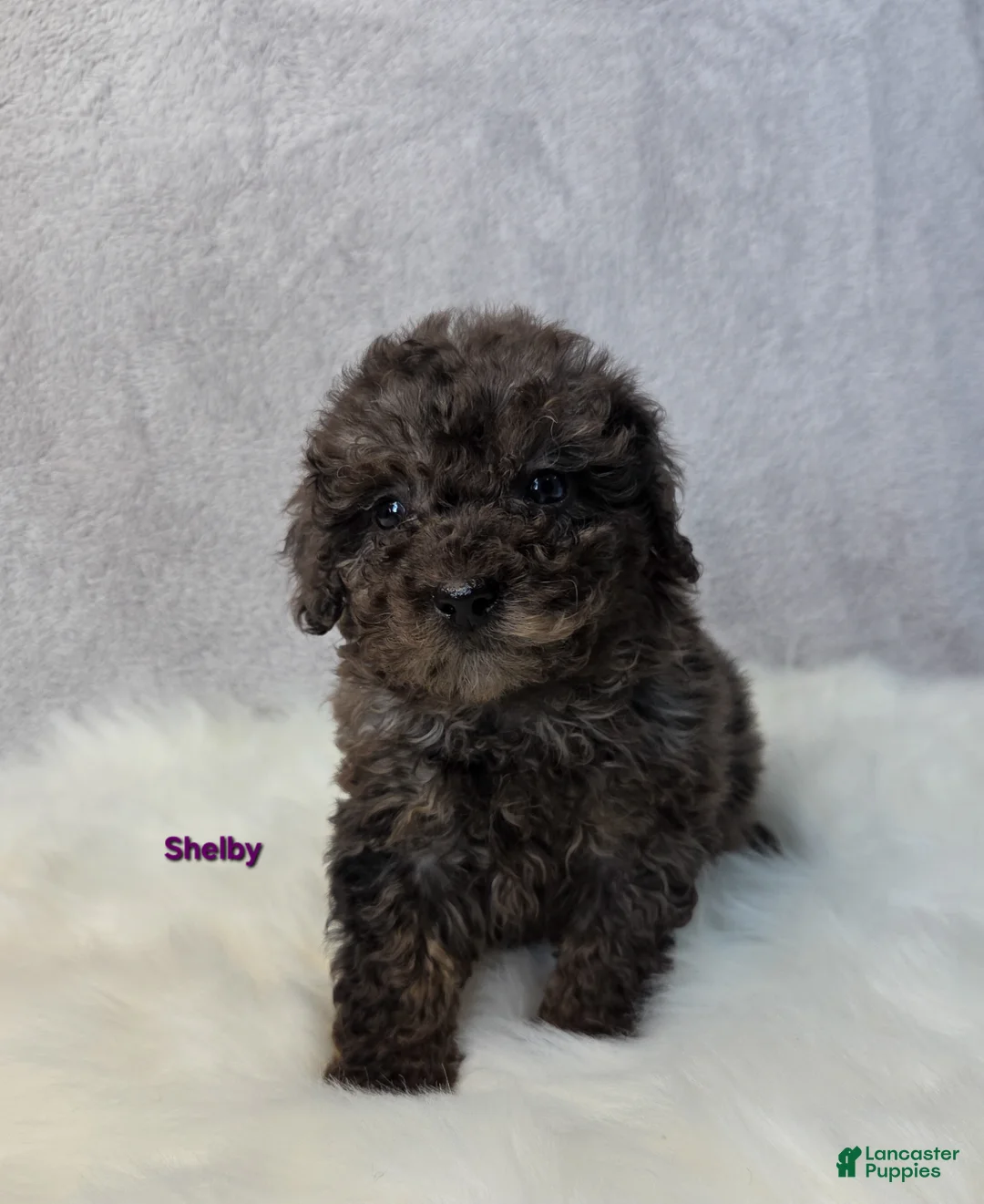 Miniature Poodle dogs for sale: Shelby - Ad 6