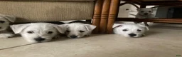 West Highland Terrier dogs for sale: Dora - Ad 4