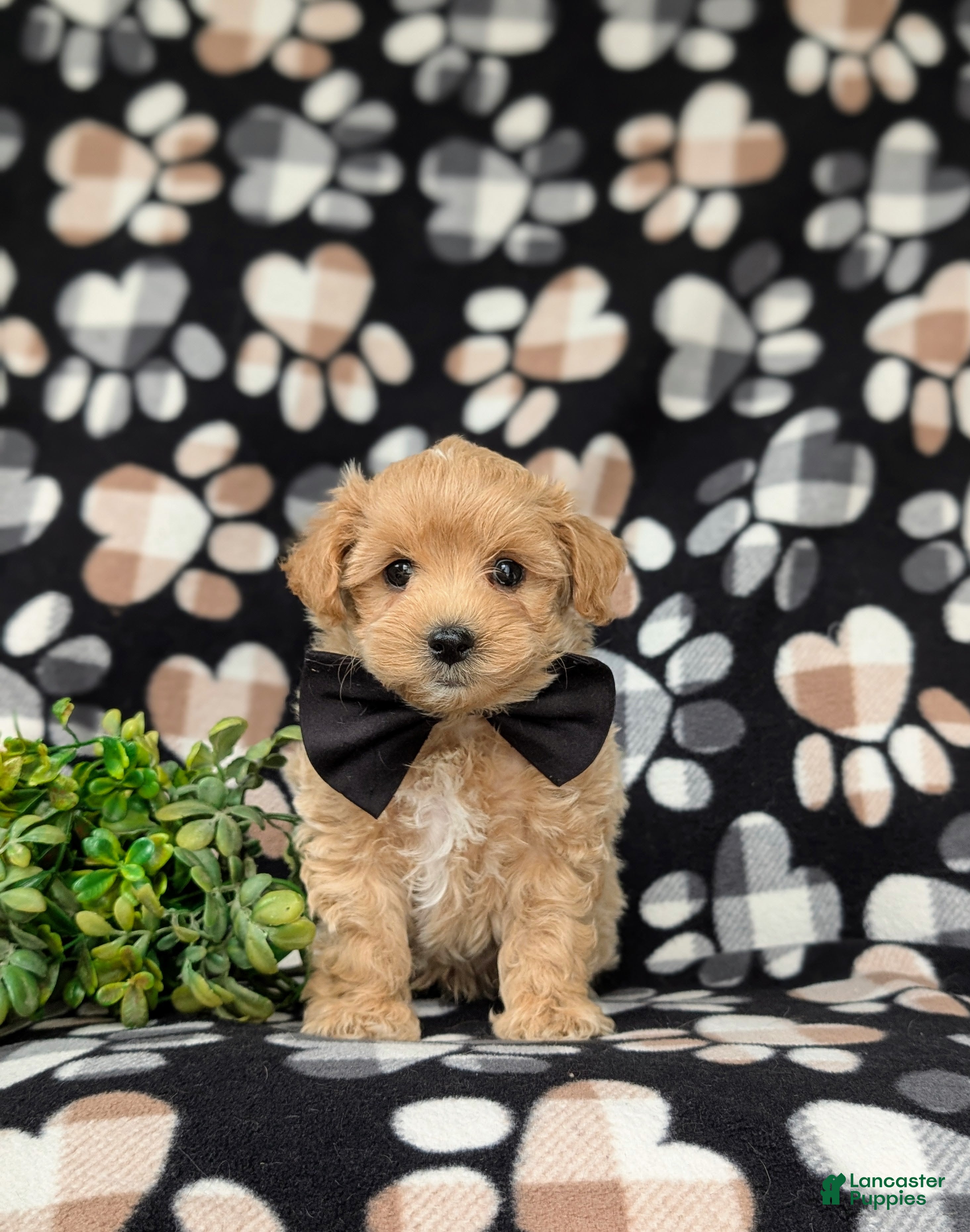 Maltipoo dogs for sale: Ryce 6 lbs Full Grown - Ad 2
