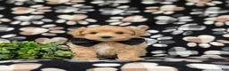 Maltipoo dogs for sale: Ryce 6 lbs Full Grown - Ad 1