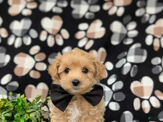 Maltipoo dogs for sale: Ryce 6 lbs Full Grown - Ad 2