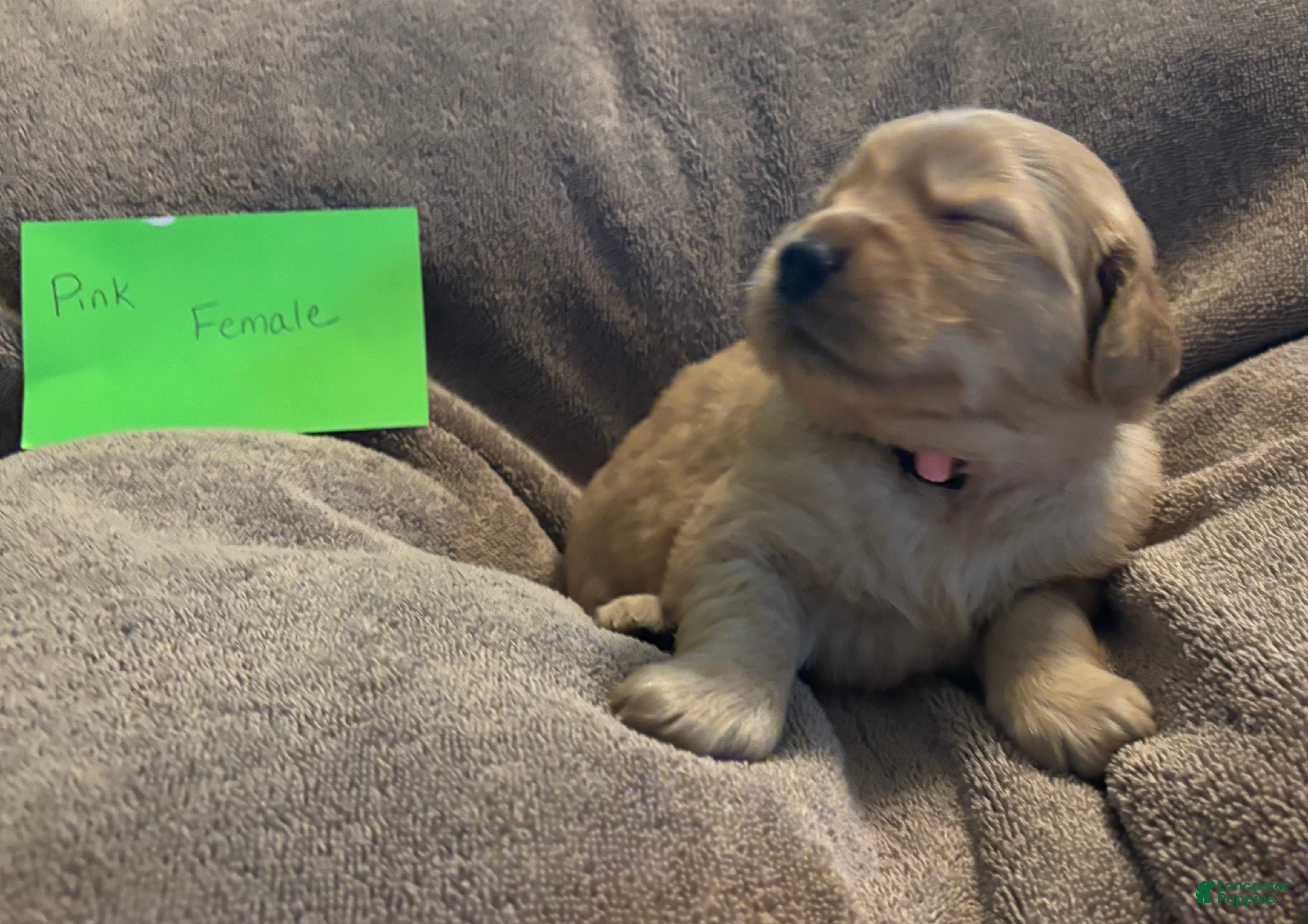 Golden Retriever dogs for sale: Pink Female - Ad 3