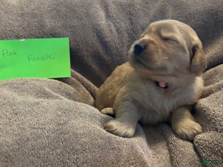 Golden Retriever dogs for sale: Pink Female - Ad 3