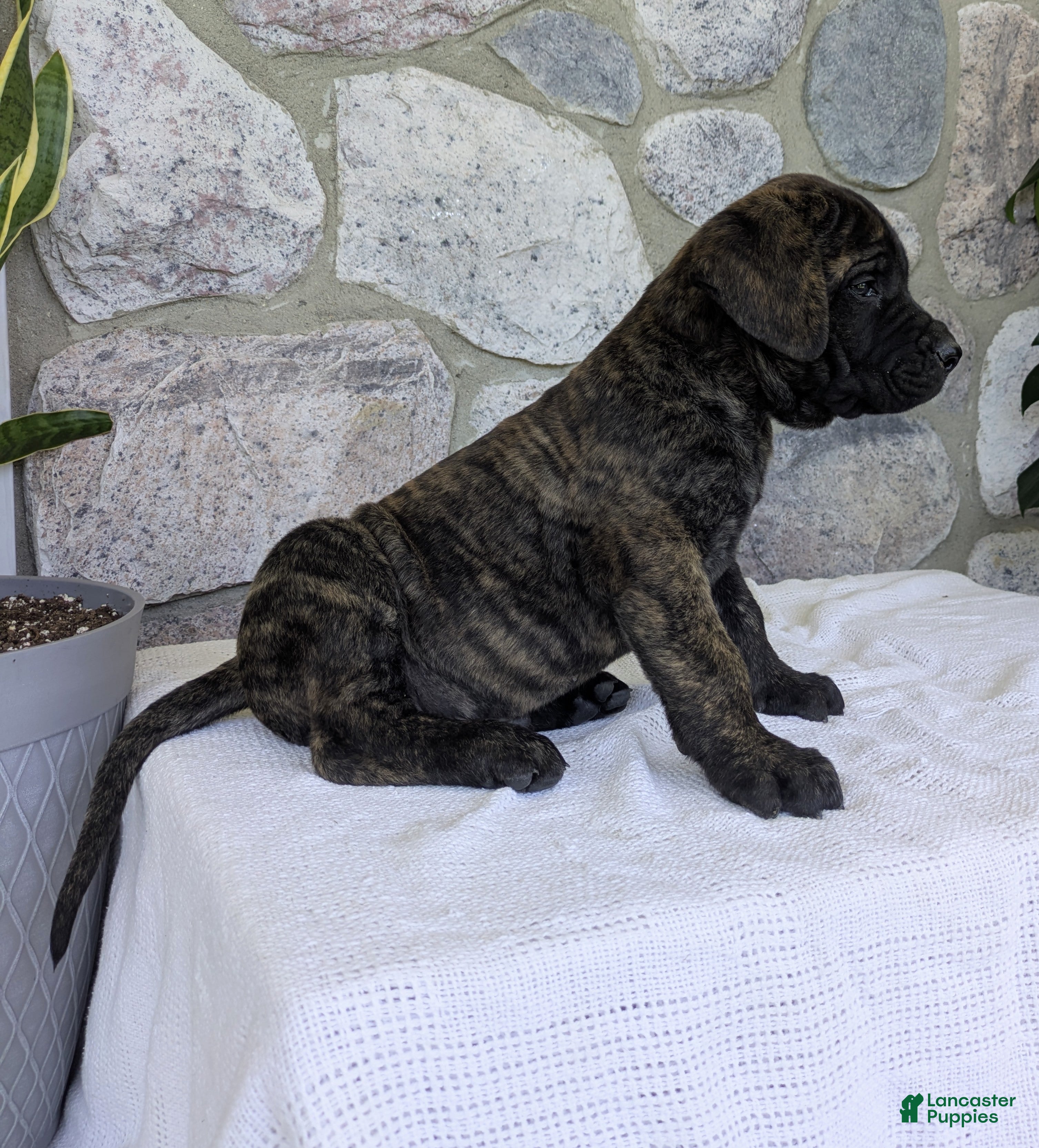 English Mastiff dogs for sale: Bear - Ad 4