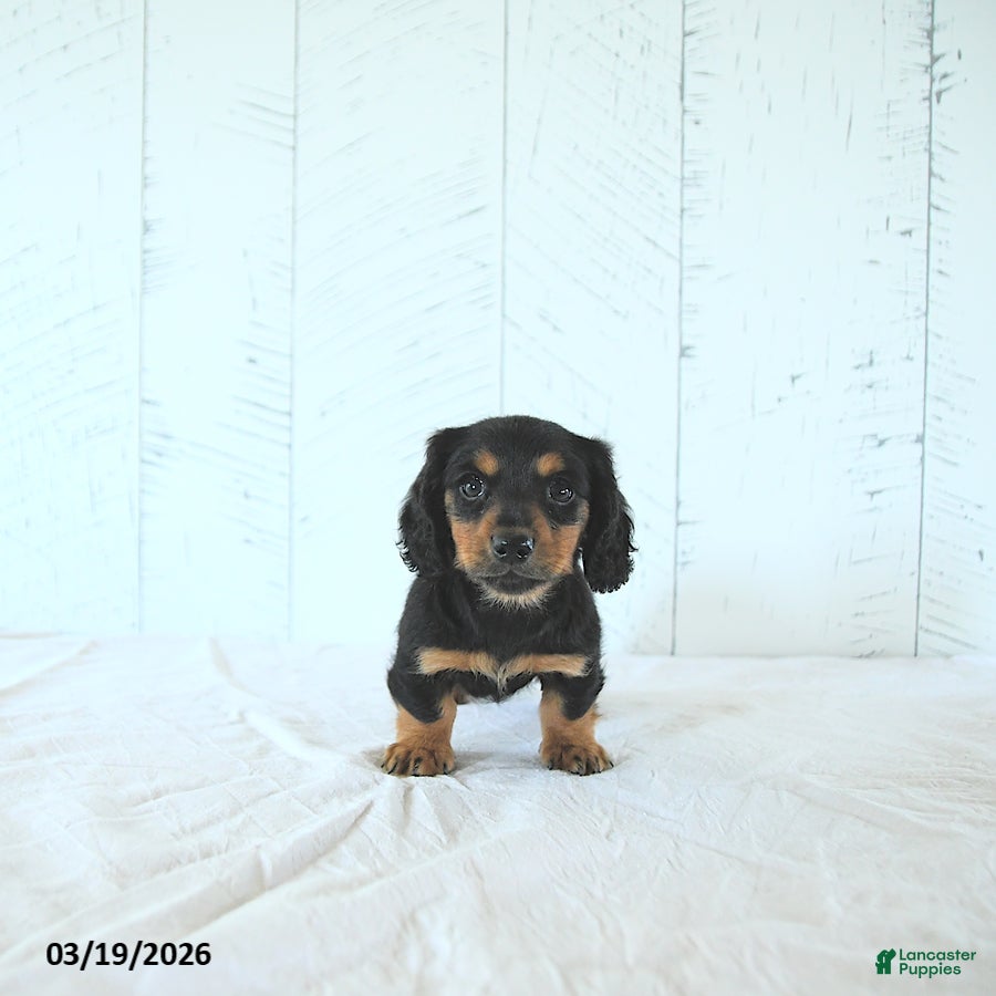 Miniature Dachshund dogs Samson - Ad 2