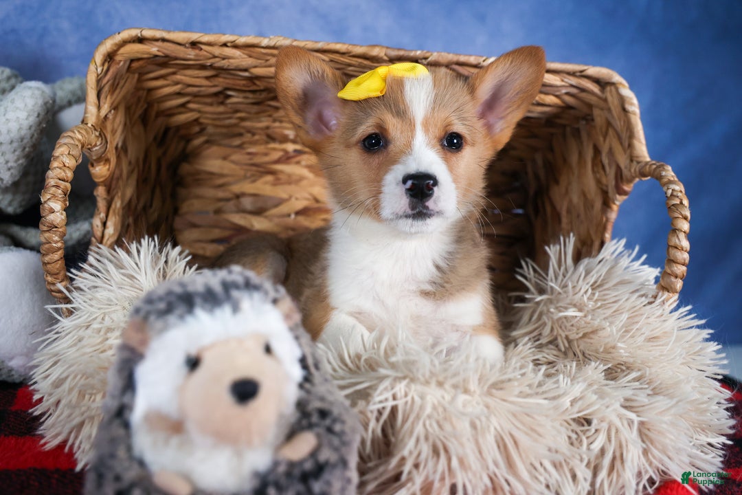 Welsh Corgi Pembroke dogs for sale: Monty - Ad 33