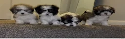 Malshi dogs for sale: Cruz  - Ad 3