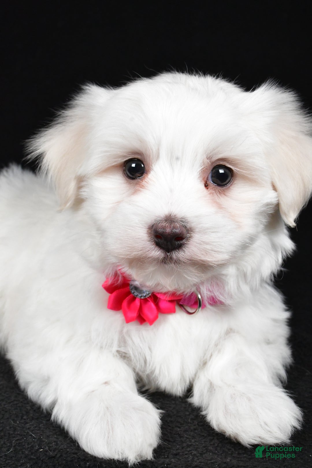 Maltese dogs for sale: Amy - Ad 5