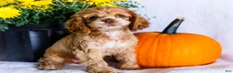 Cocker Spaniel dogs for sale: Lory - Ad 4