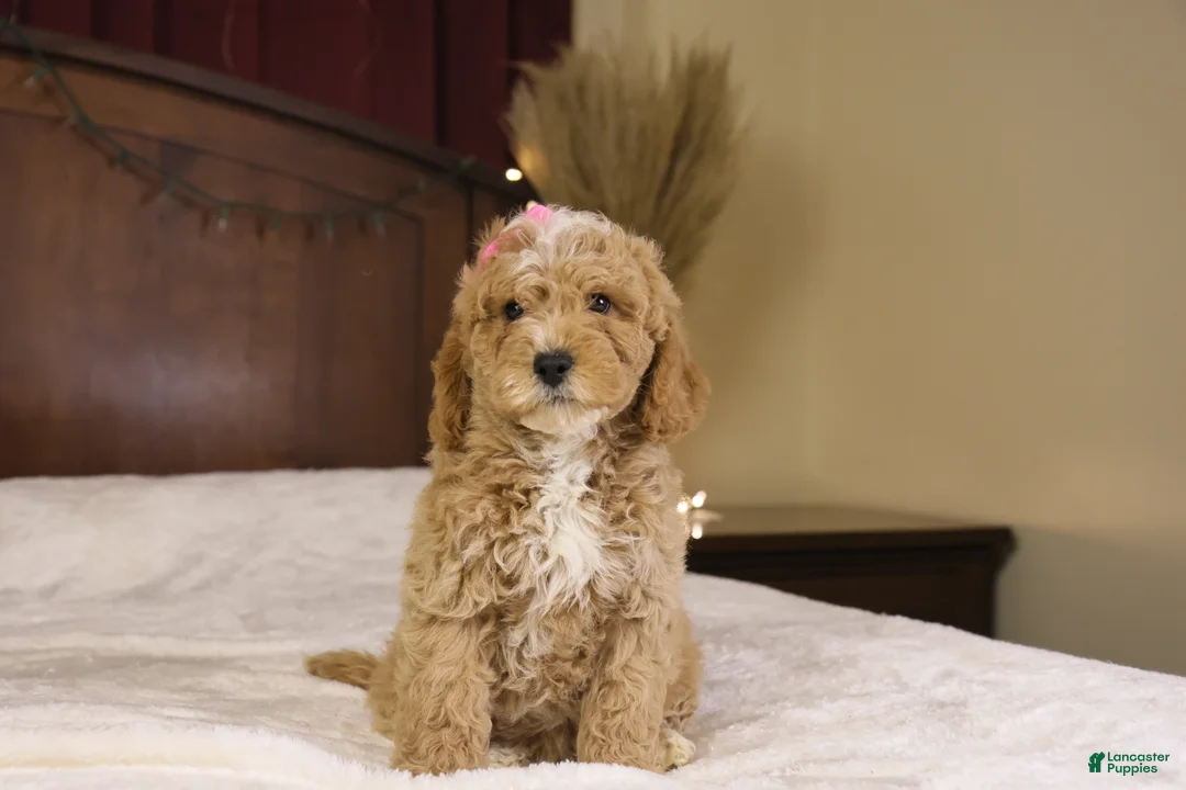 Goldendoodle dogs for sale: Holly - Ad 1