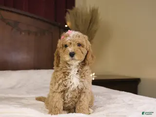 Goldendoodle dogs Holly - Ad 31