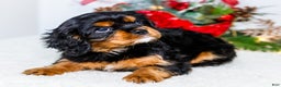 Cavalier King Charles Spaniel dogs for sale: Kringle - Ad 6