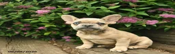 French Bulldog dogs for sale: Levi - Ad 3