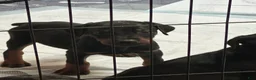 Doberman Pinscher dogs for sale: Doberman Pinscher 2 - Ad 3