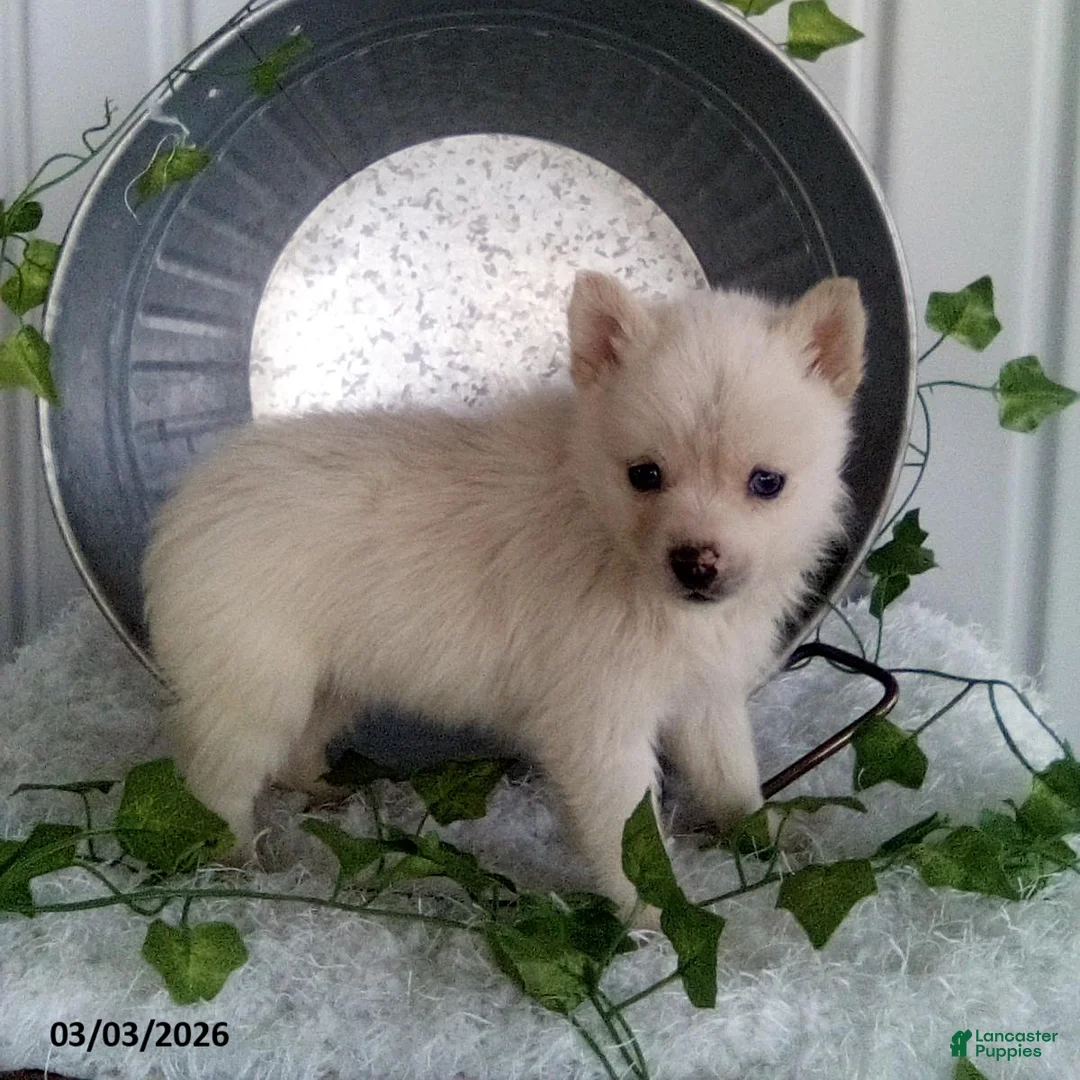 Pomsky dogs for sale: Misty - Ad 1