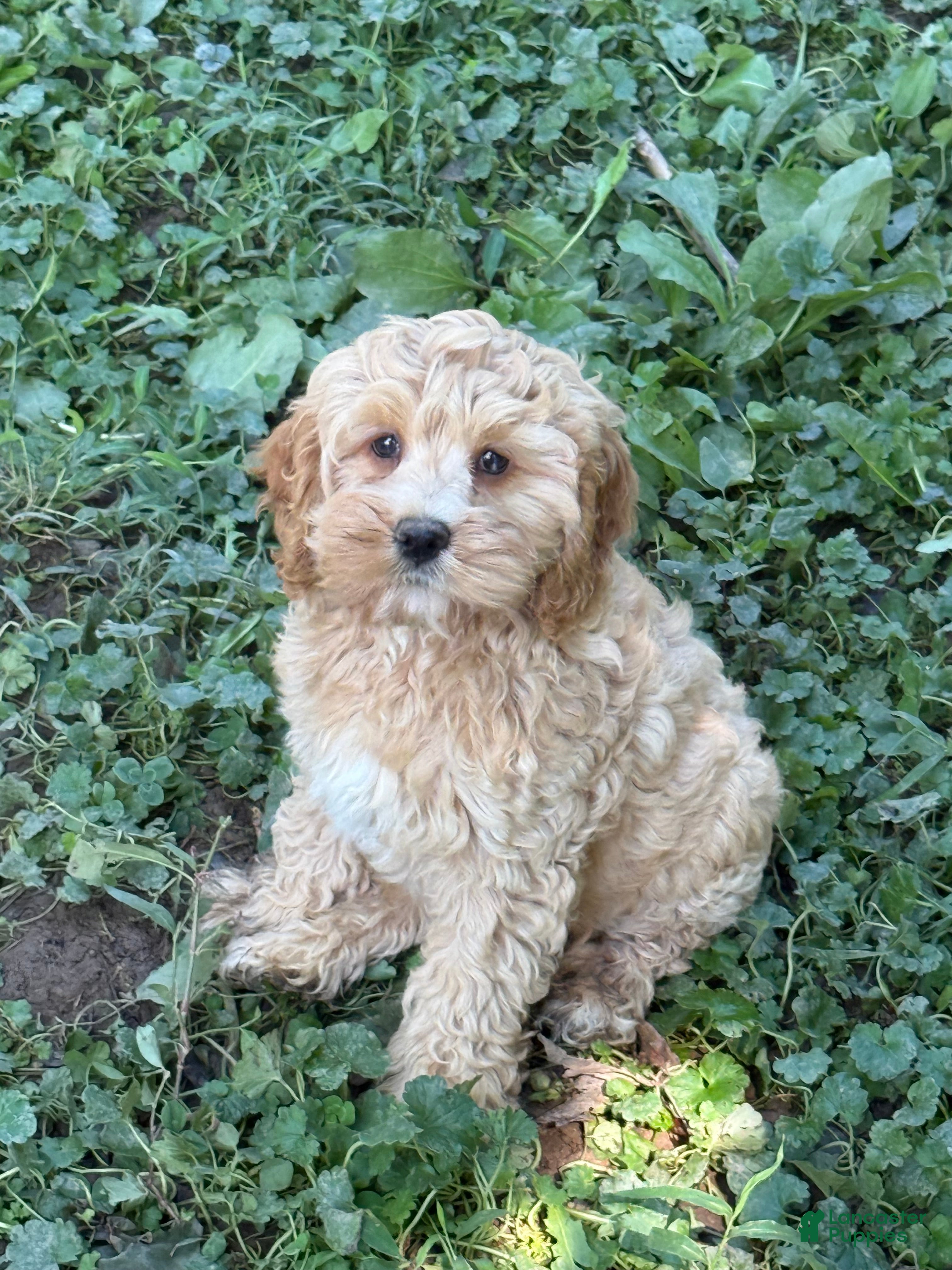 Cockapoo dogs for sale: Polly - Ad 1