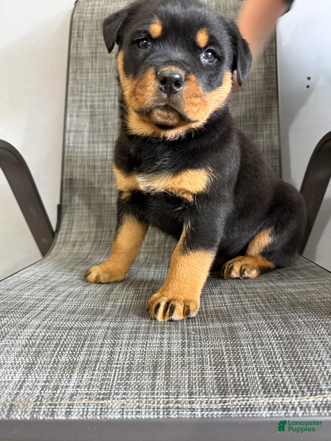 Rottweiler dogs for sale: Lou - Ad 1