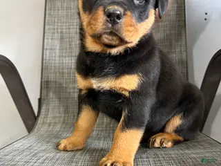 Rottweiler dogs Lou - Ad 1