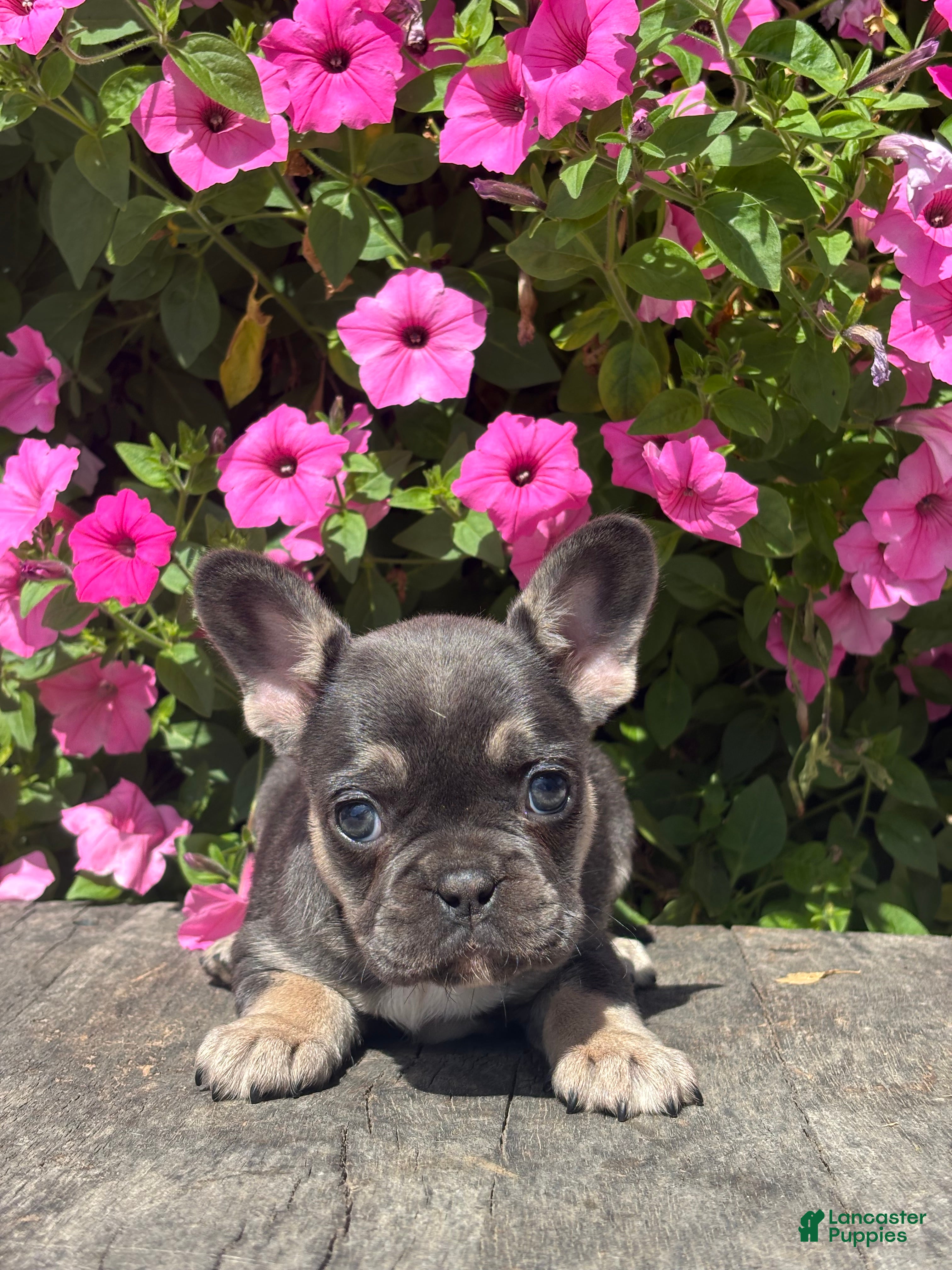 French Bulldog dogs Khloe - Ad 1