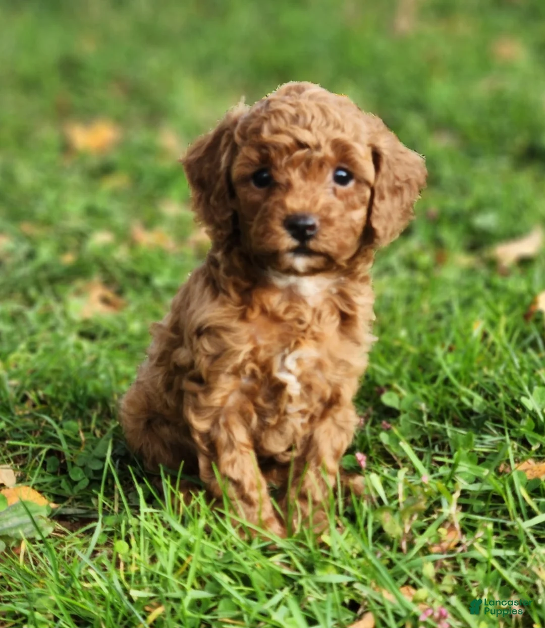 Cavapoo dogs for sale: Marley - Ad 2
