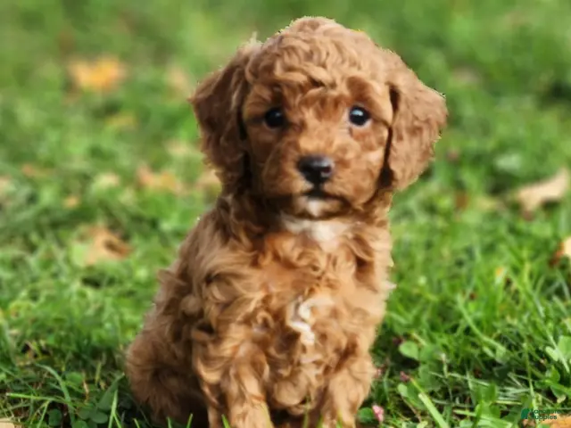 Cavapoo dogs for sale: Marley - Ad 2