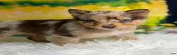 Australian Shepherd dogs for sale: Australian Shepherd lynxley - Ad 18
