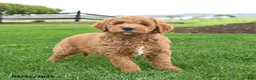 Mini Goldendoodle dogs for sale: Cowboy - Ad 3