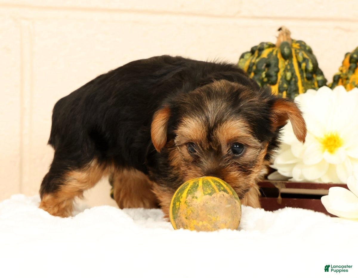 Yorkshire Terrier dogs Olive - Ad 2