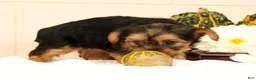 Yorkshire Terrier dogs for sale: Olive - Ad 2