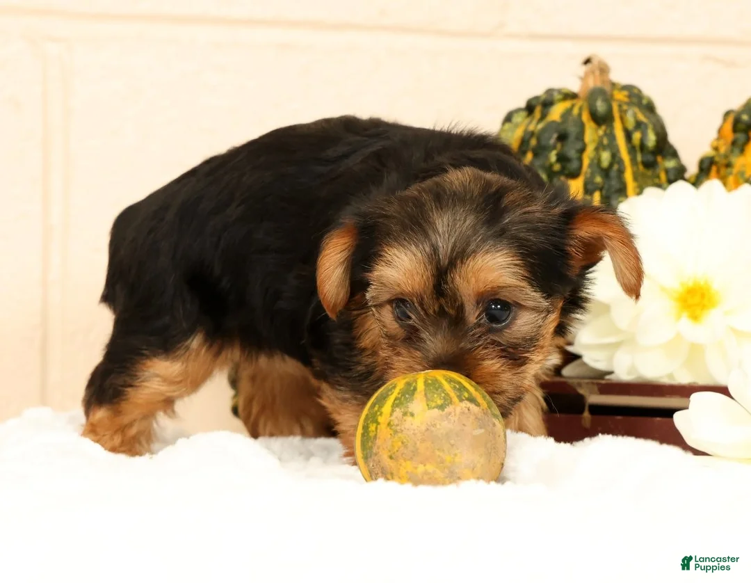 Yorkshire Terrier dogs for sale: Olive - Ad 2