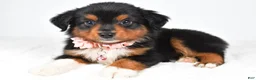 Miniature Australian Shepherd dogs for sale: Amber - Ad 5