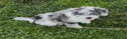 Mixed Breed dogs for sale: Schnoodle Corgi-Poo Hybrid  - Ad 5