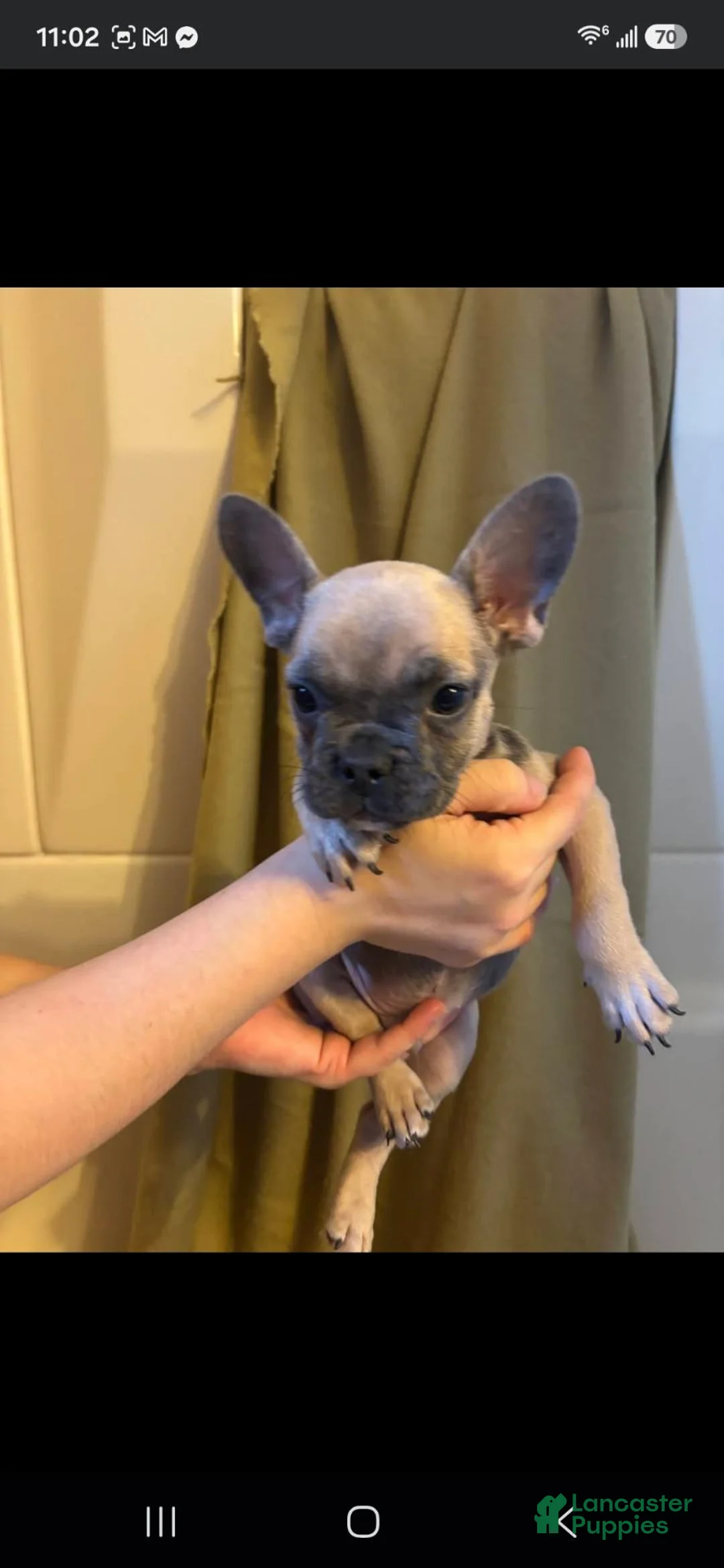 French Bulldog dogs for sale: French Bulldog 5 - Ad 1